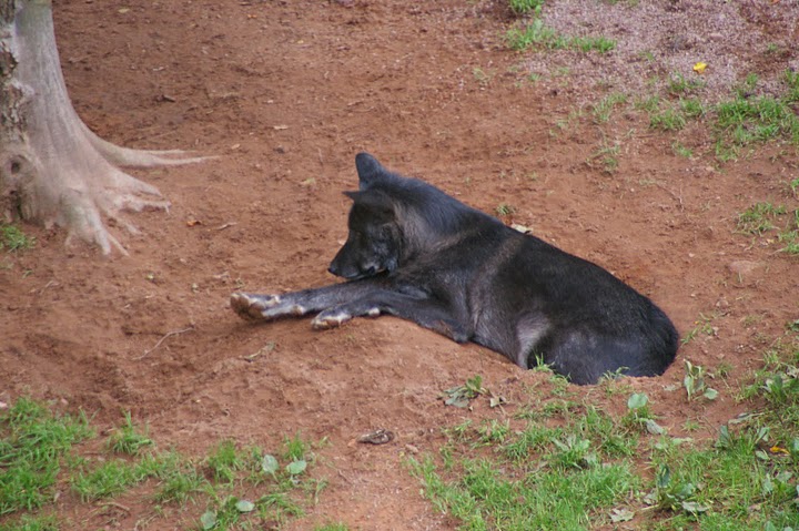 Wolf in Merzig